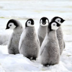 penguin-walking-on-snow