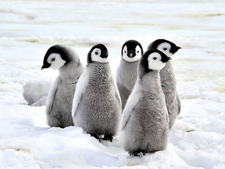 penguin-walking-on-snow