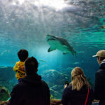 child-family-aquarium-attraction