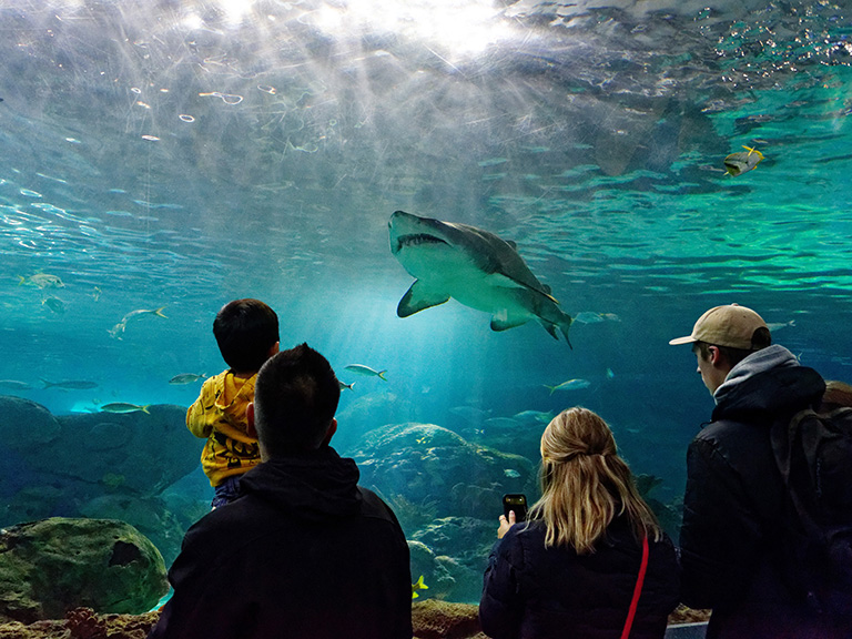 child-family-aquarium-attraction