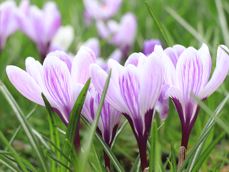 spring-flowers-pigeon-forge