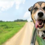 pigeon-forge-dog-in-car