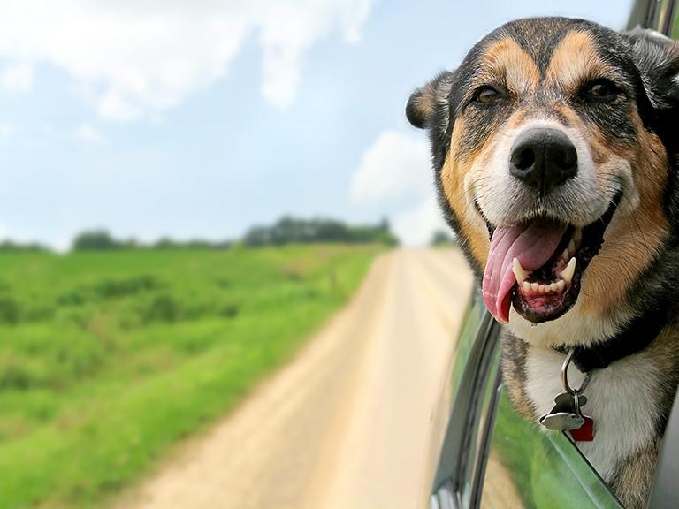 pigeon-forge-dog-in-car