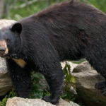 bear-safety-smoky-mountains