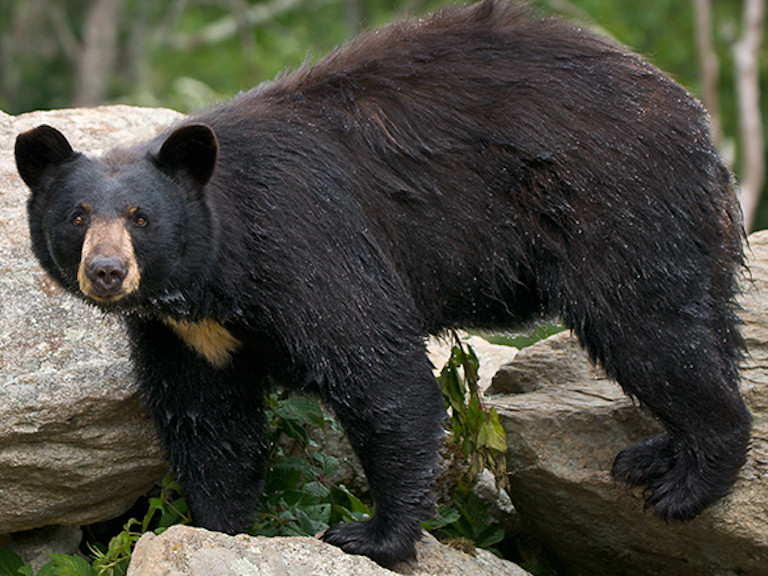 bear-safety-smoky-mountains