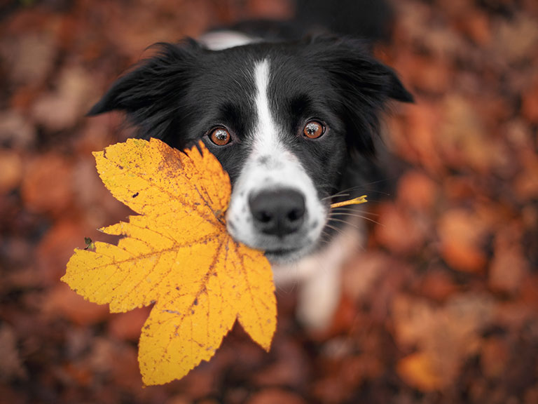 dog-fall-leaf