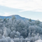 pigeon-forge-winter-forest