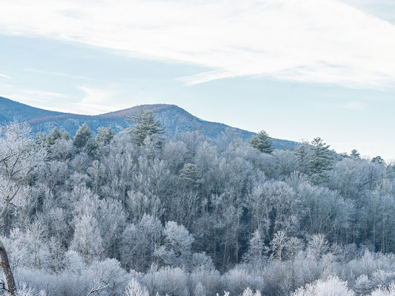 pigeon-forge-winter-forest